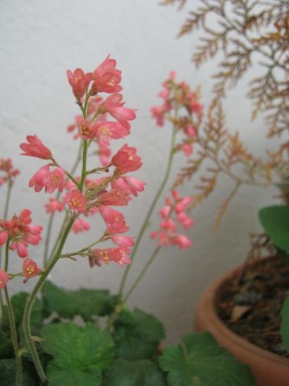 Name:  heuchera.jpg
Views: 876
Size:  25.5 KB