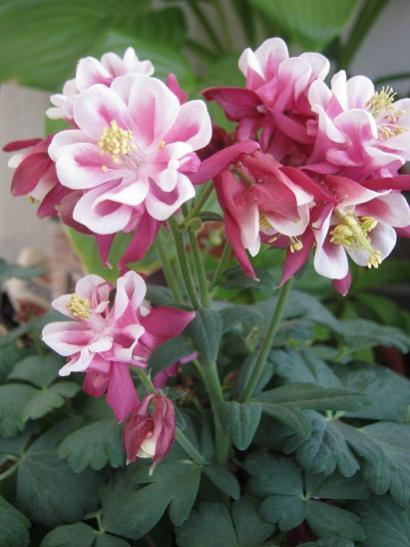 Name: haseki k..jpg
Views: 895
Size: 34.3 KB
