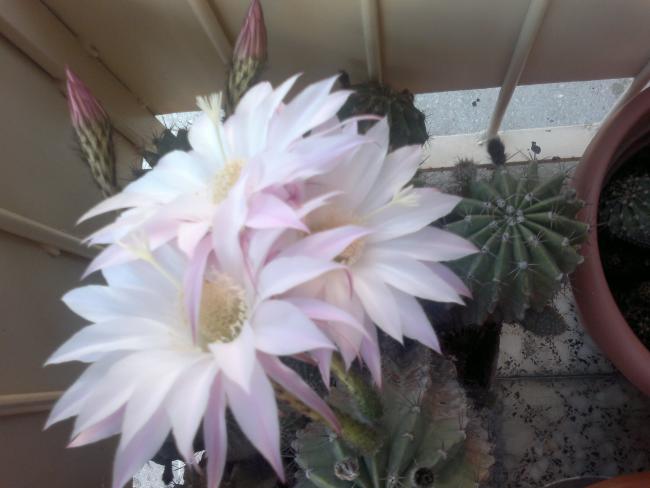 Name:  220420164303.jpg
Views: 386
Size:  34.1 KB