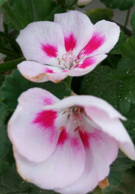 Name:  uploadfromtaptalk1461406163333.jpg
Views: 446
Size:  28.6 KB