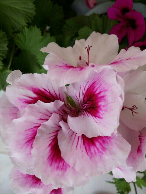 Name:  uploadfromtaptalk1461406325253.jpg
Views: 696
Size:  32.9 KB