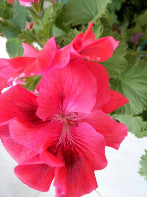 Name:  uploadfromtaptalk1461406338208.jpg
Views: 769
Size:  33.0 KB