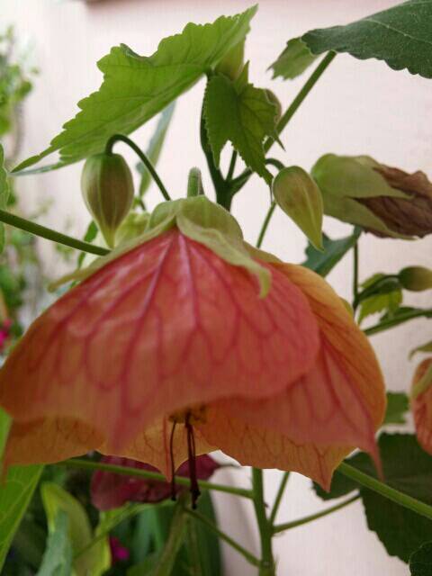Name:  uploadfromtaptalk1461406592828.jpg
Views: 693
Size:  33.3 KB