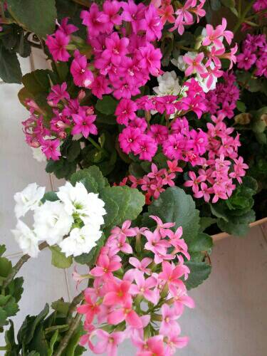 Name:  uploadfromtaptalk1461407051553.jpg
Views: 437
Size:  39.2 KB