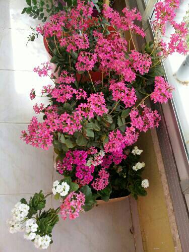 Name:  uploadfromtaptalk1461407111951.jpg
Views: 451
Size:  42.3 KB