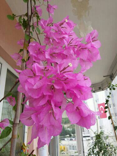 Name:  uploadfromtaptalk1461407285519.jpg
Views: 640
Size:  31.6 KB
