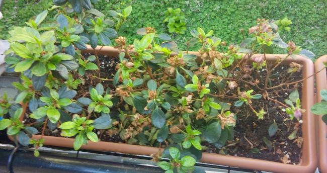 Name:  20160416_110604-1.jpg
Views: 478
Size:  55.3 KB