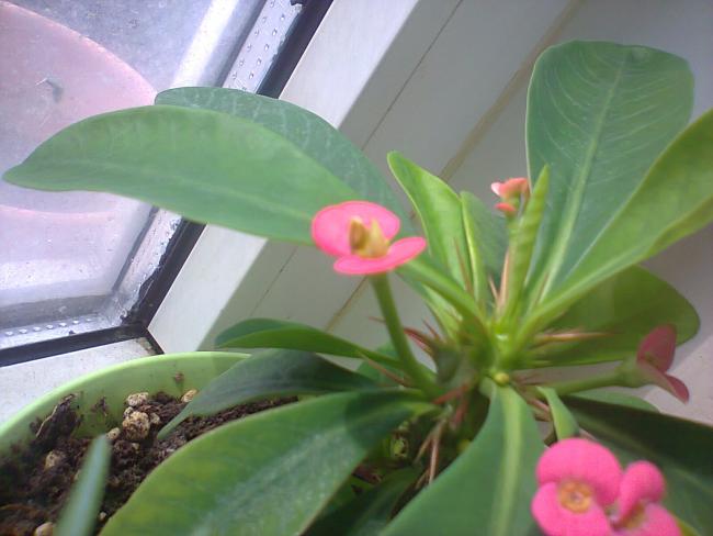 Name:  Fotoraf3753.jpg
Views: 429
Size:  35.7 KB