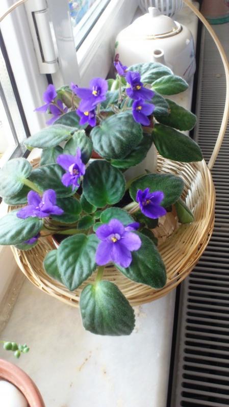 Name:  020.jpg
Views: 356
Size:  55.2 KB