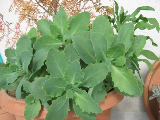 Name:  sedum autumn.jpg
Views: 836
Size:  36.6 KB
