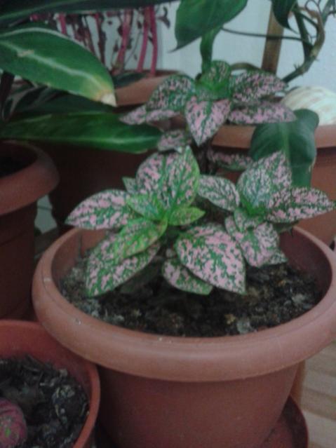 Name:  20160426_233447.jpg
Views: 602
Size:  35.2 KB