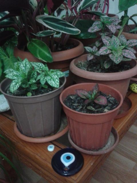 Name:  20160426_233552.jpg
Views: 596
Size:  40.4 KB