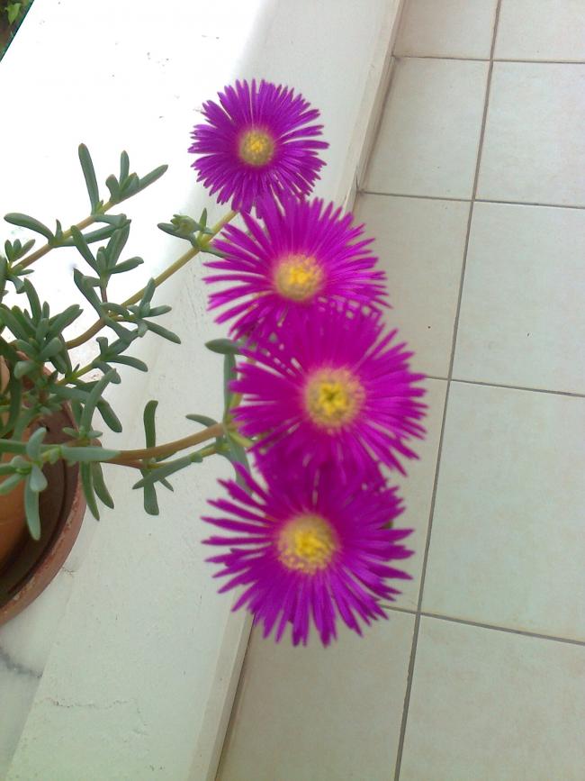 Name:  Fotoraf3666.jpg
Views: 599
Size:  60.1 KB