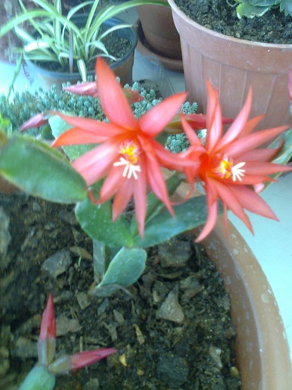 Name:  Fotoraf3694.jpg
Views: 583
Size:  71.7 KB