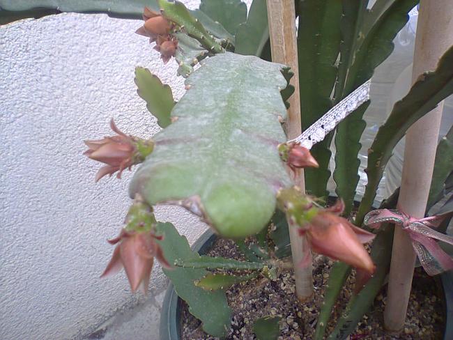 Name:  g-1.jpg
Views: 374
Size:  58.2 KB