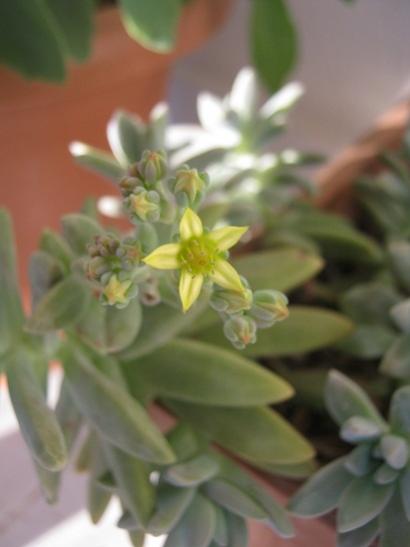 Name:  graptosedum.jpg
Views: 759
Size:  21.0 KB