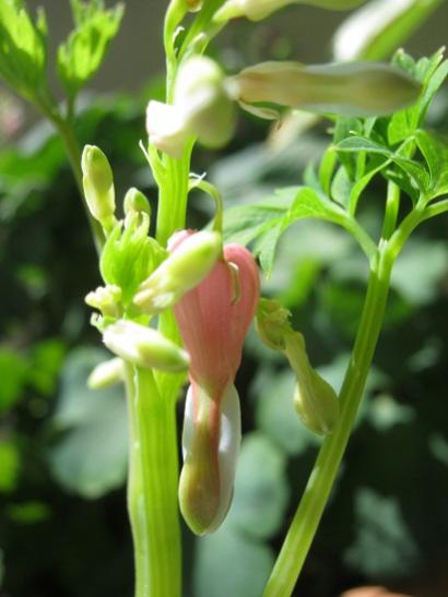 Name:  kanayan kalp.jpg
Views: 770
Size:  28.1 KB