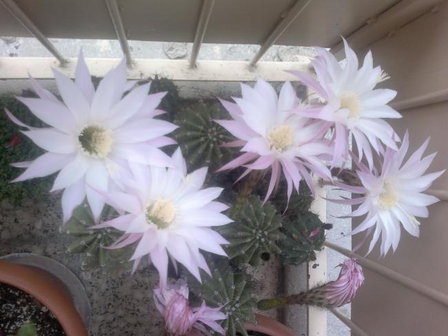 Name:  030520164382.jpg
Views: 279
Size:  40.2 KB