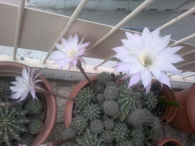 Name:  030520164383.jpg
Views: 290
Size:  42.3 KB
