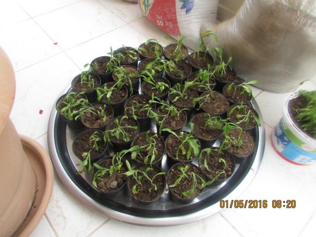 Name:  IMG_2942.jpg
Views: 561
Size:  50.7 KB