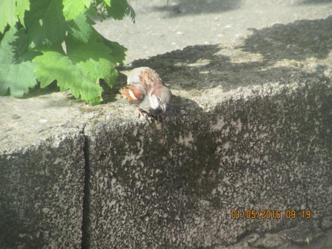 Name:  IMG_2987.jpg
Views: 569
Size:  60.5 KB