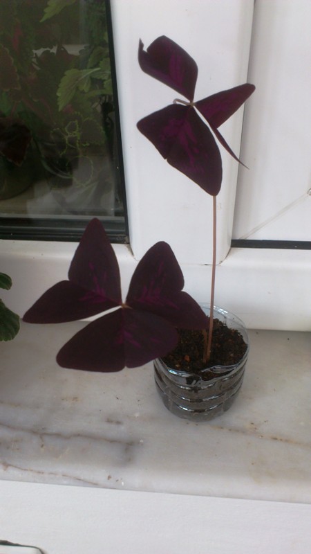 Name:  070.jpg
Views: 470
Size:  59.2 KB