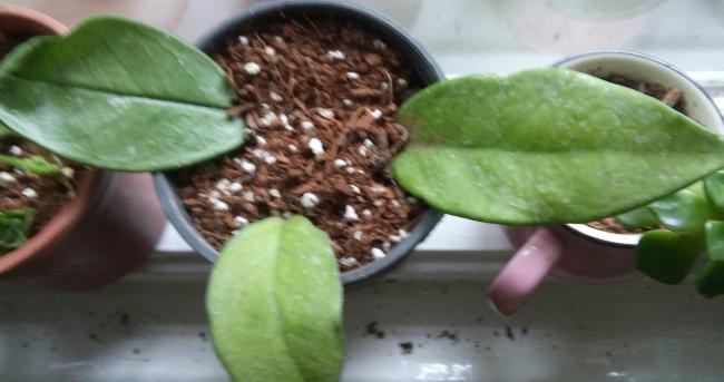 Name:  20160426_124414-1.jpg
Views: 422
Size:  30.3 KB