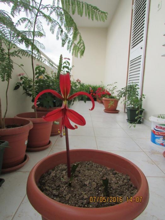 Name:  IMG_3036.jpg
Views: 567
Size:  54.1 KB
