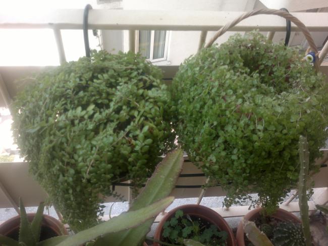Name:  110520164507.jpg
Views: 427
Size:  47.5 KB