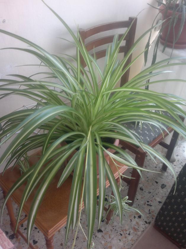 Name:  110520164517.jpg
Views: 432
Size:  71.2 KB