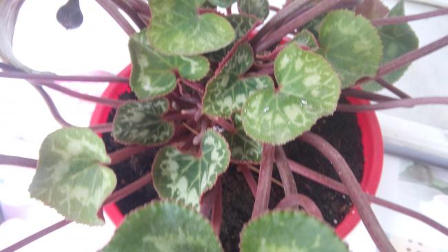 Name:  20160512_093006.jpg
Views: 357
Size:  31.6 KB