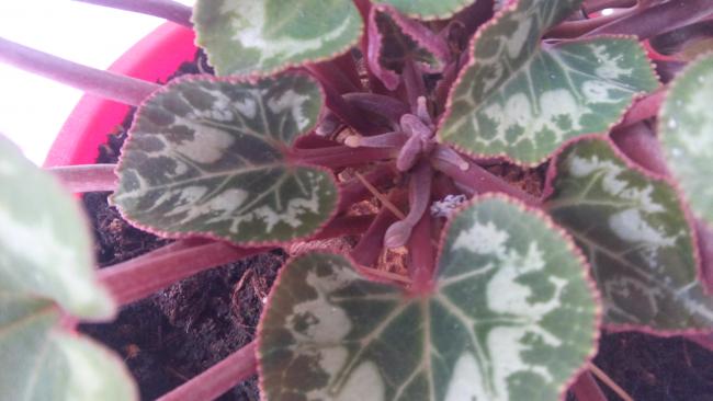 Name:  20160512_093014.jpg
Views: 350
Size:  33.6 KB