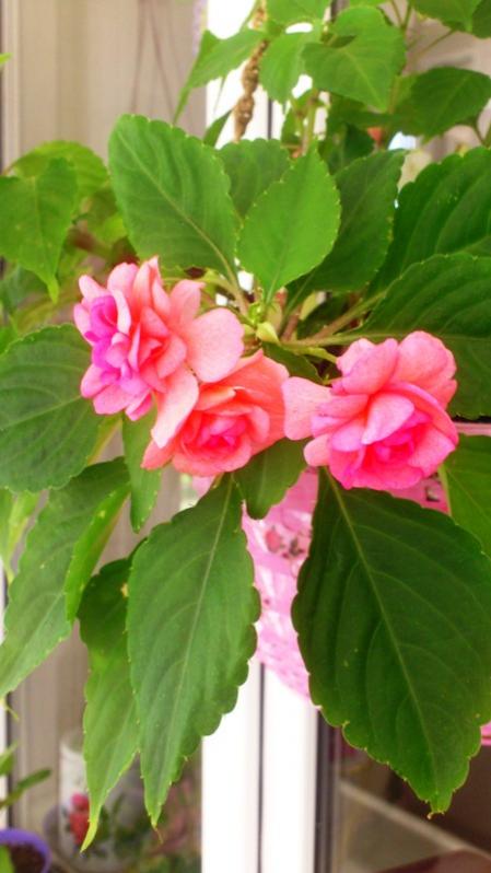 Name:  074.jpg
Views: 377
Size:  45.9 KB
