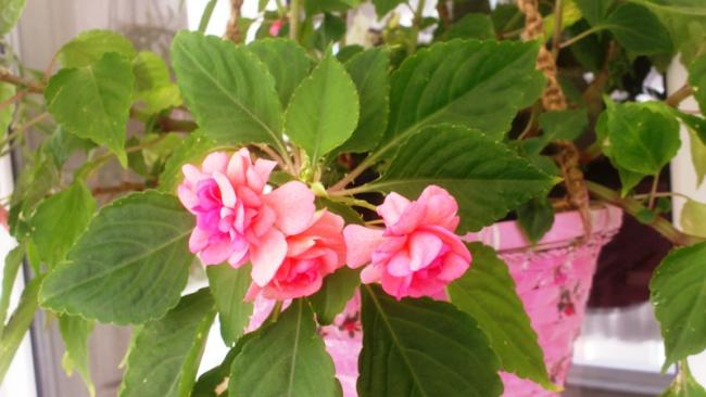 Name:  073.jpg
Views: 390
Size:  36.0 KB