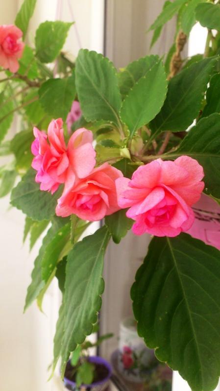 Name:  076.jpg
Views: 451
Size:  42.3 KB