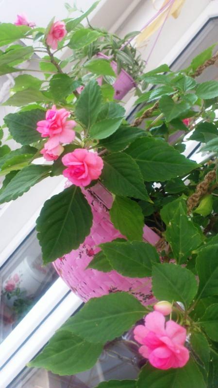 Name:  071.jpg
Views: 380
Size:  52.5 KB