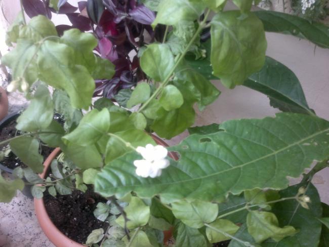 Name:  150520164548.jpg
Views: 354
Size:  43.8 KB