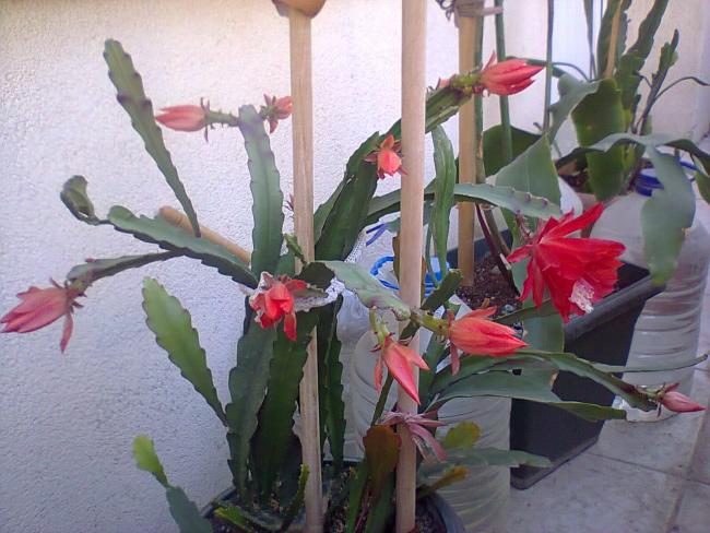 Name: Fotoğraf3989.jpg
Views: 549
Size: 53.2 KB