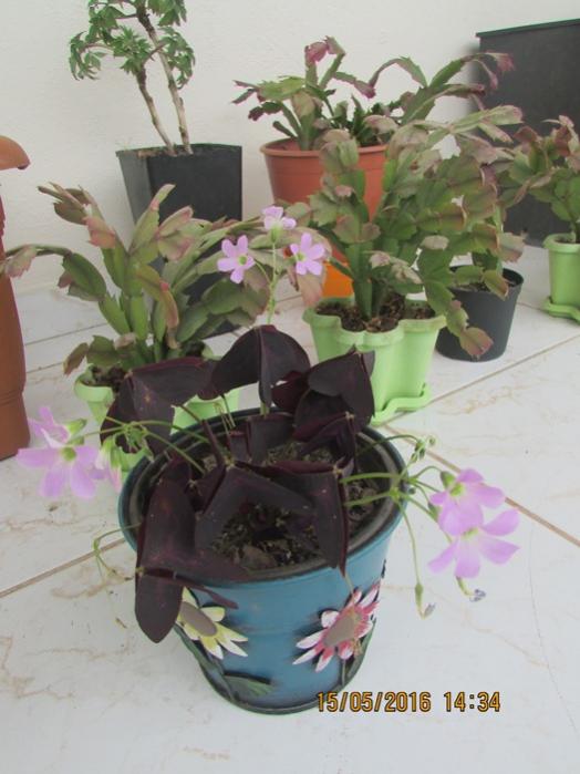 Name:  IMG_3123.jpg
Views: 955
Size:  46.6 KB