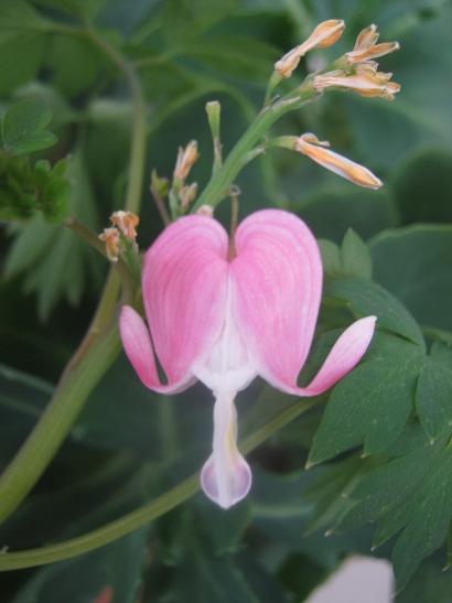 Name:  dicentra.jpg
Views: 622
Size:  22.9 KB