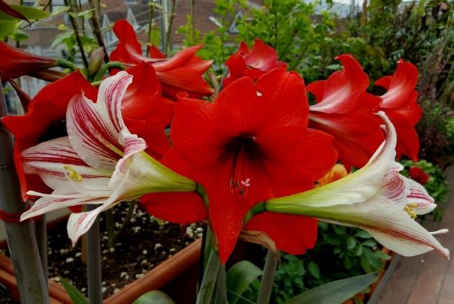Name:  20160429_121536.jpg
Views: 526
Size:  48.4 KB