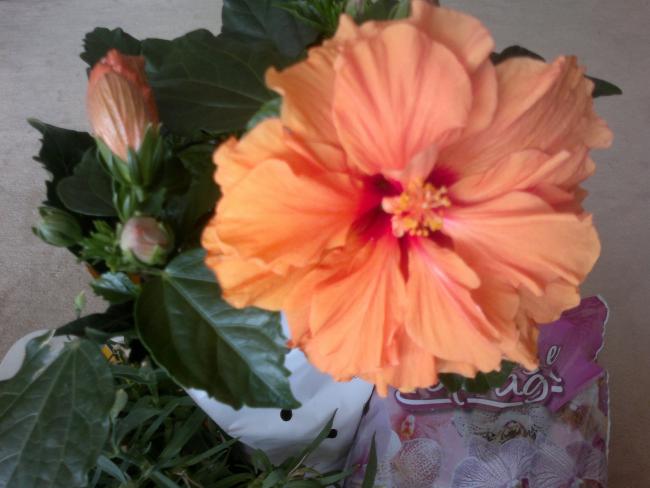 Name:  170520164610.jpg
Views: 568
Size:  38.0 KB