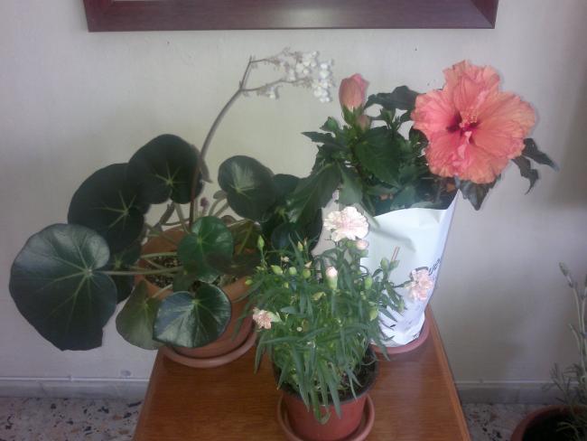 Name:  180520164625.jpg
Views: 600
Size:  34.1 KB