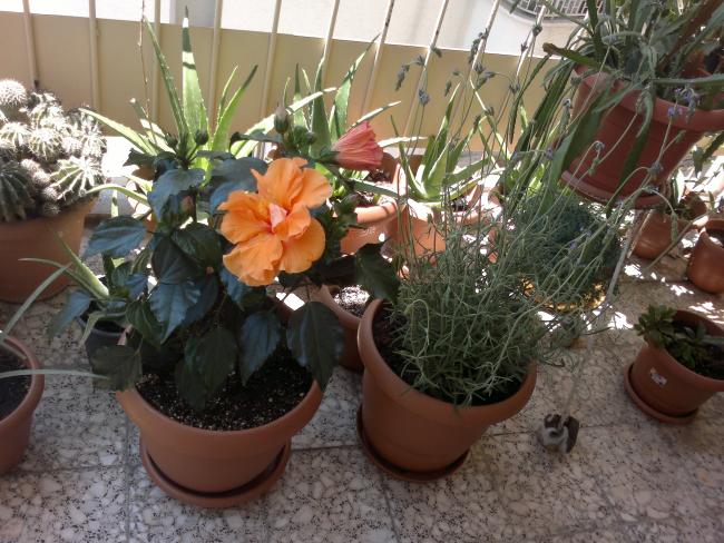 Name:  190520164641.jpg
Views: 604
Size:  66.1 KB