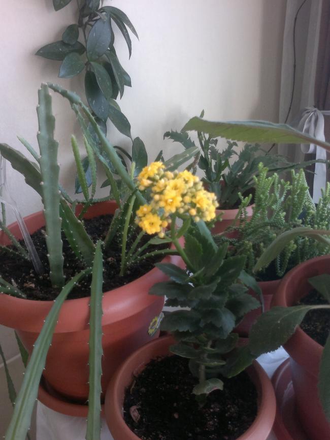 Name:  200520164643.jpg
Views: 597
Size:  62.8 KB