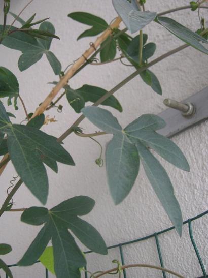 Name:  pasiflora.jpg
Views: 562
Size:  33.1 KB