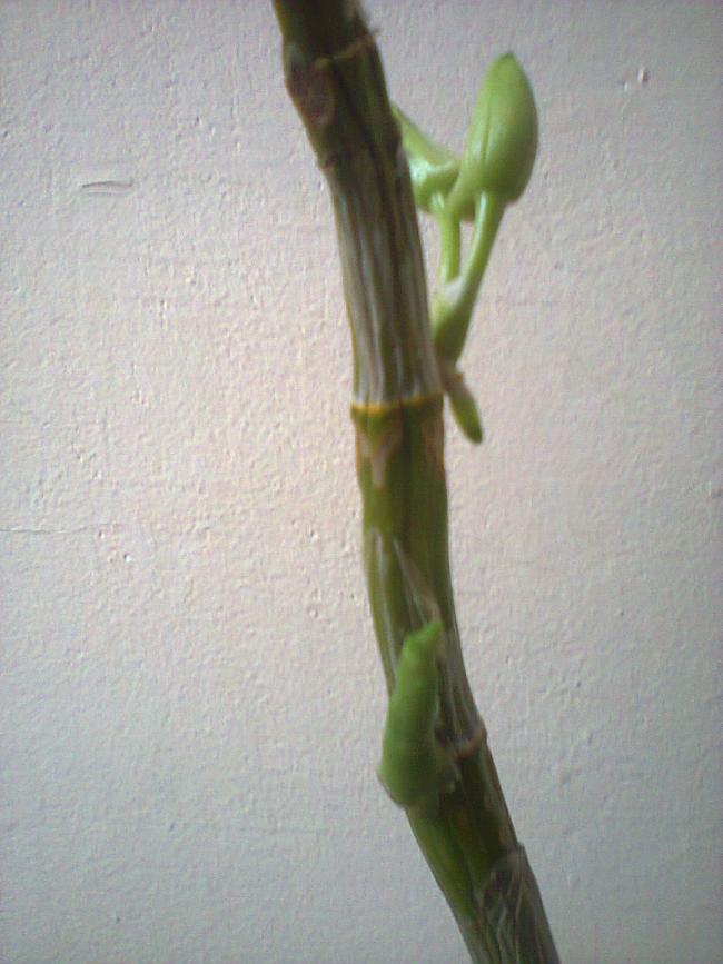 Name:  1.jpg
Views: 451
Size:  61.4 KB