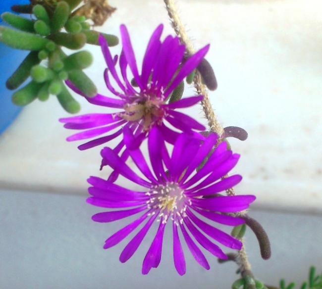 Name:  199.jpg
Views: 490
Size:  43.1 KB