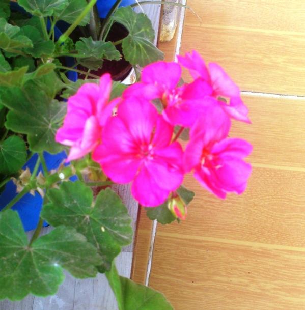 Name:  189.jpg
Views: 453
Size:  49.6 KB