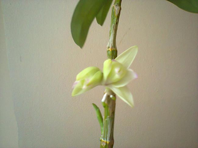 Name:  Dendrobium nobile-10 ilk iek.jpg
Views: 347
Size:  24.8 KB